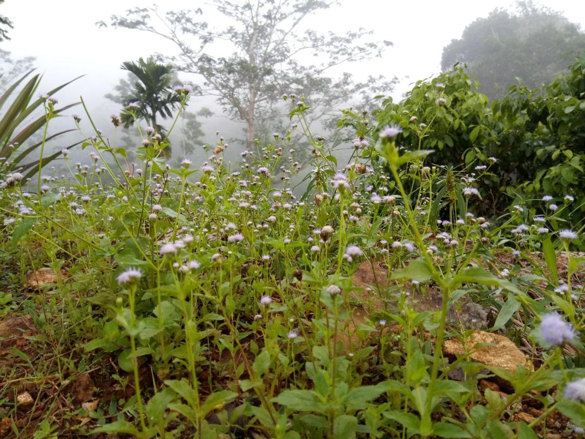 Evergreen Villa - Sinharaja Deniyaya Buitenkant foto