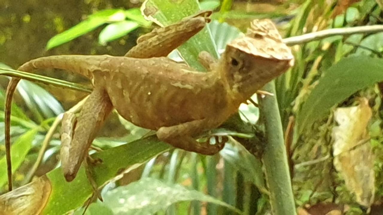 Evergreen Villa - Sinharaja Deniyaya Buitenkant foto